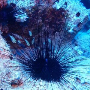 istilaci deniz kestaneleri tehdidi wjAhl7i5