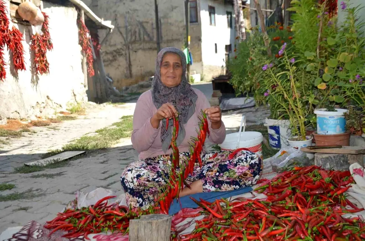 cukurorenin kirmizi altini 160 yillik biber uretimi WOEqTg5Z