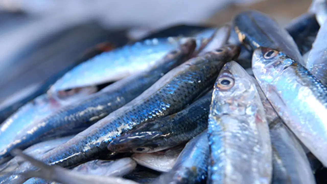 denizlerde balik bollugu hamsinin fiyati 89 liraya dustu yLdTQDIG.jpg