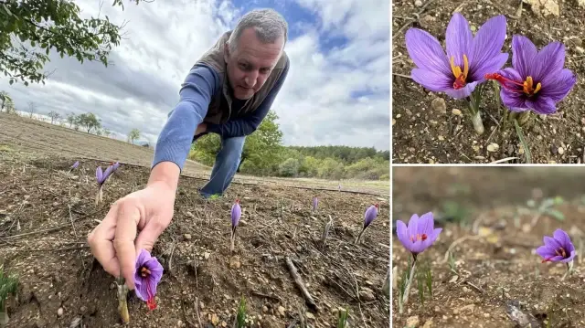 dunyanin en pahali baharati kilosu 450 bin tlden satiliyor soguk havalardan dolayi erken cicek acti bPIqkrO7.webp