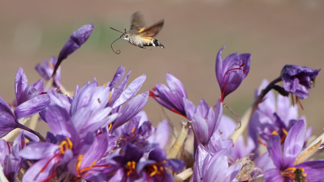 dunyanin en pahali baharati kirmizi altinin grami 500 tl gJwsBOGB.jpg