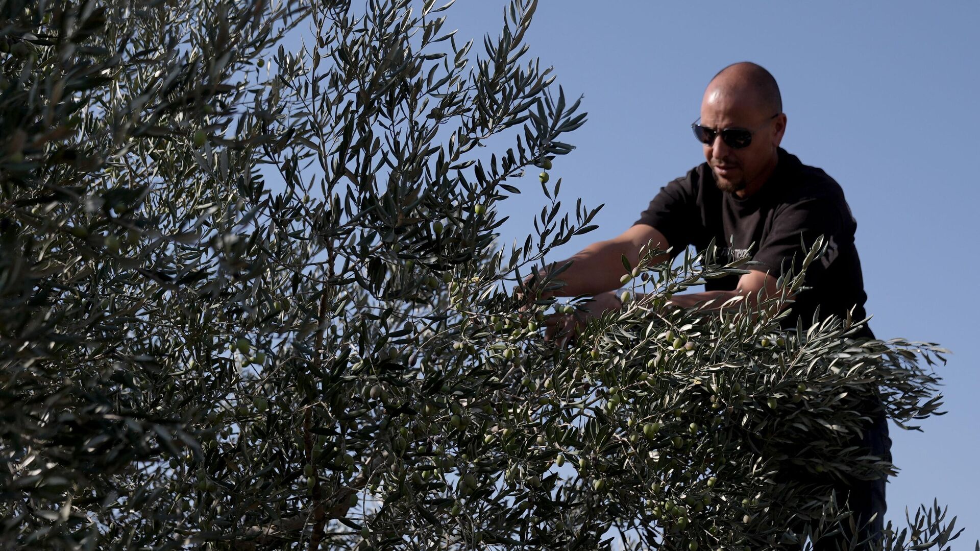 hamas yerlesimcilerin zeytin ciftcilerine yonelik duzenledikleri saldirilar organize bir teror politikasidir wjjEgxGR.jpg