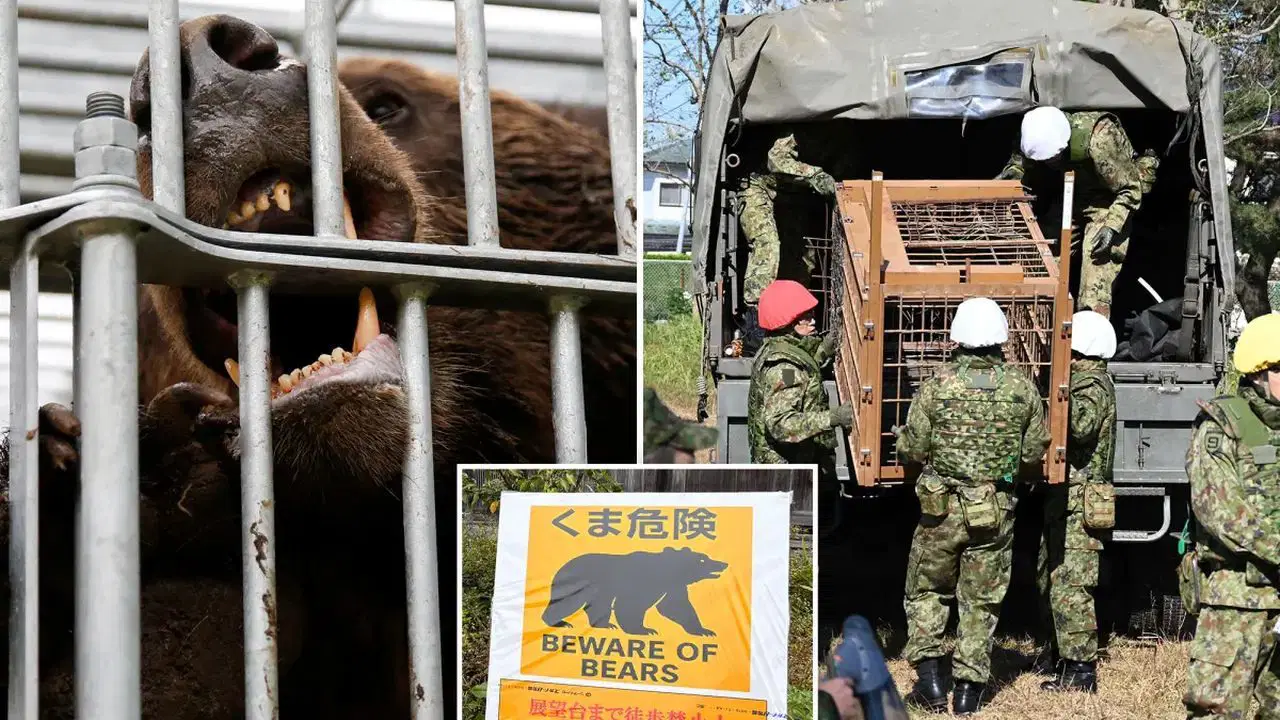 ayi saldirilari kontrolden cikti askerler sahaya iniyor JOj4nZHp.jpg