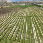 Isparta’da Gül Hasadı İçin Beklentiler Arttı: 13 Bin Ton Rekolte Hedefleniyor