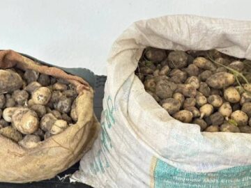 Koruma Altındaki Bitkileri Toplayanın Cezası Ağır: 31 Kilogram Salep Ele Geçirildi